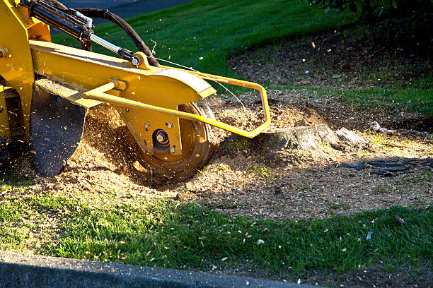 Best Lawn Seeding Services  in USA