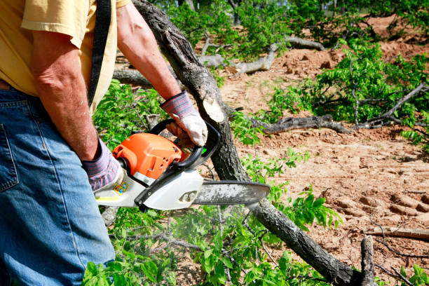 Best Tree Removal Service  in USA